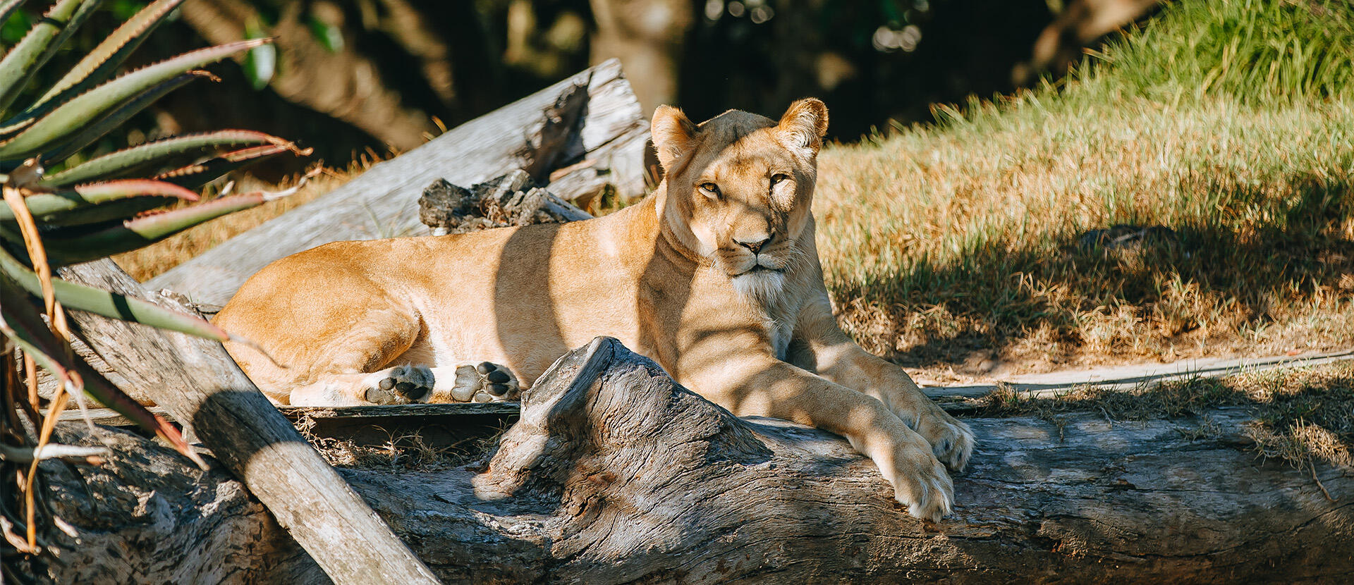 Auckland Zoo Wildlife Experience