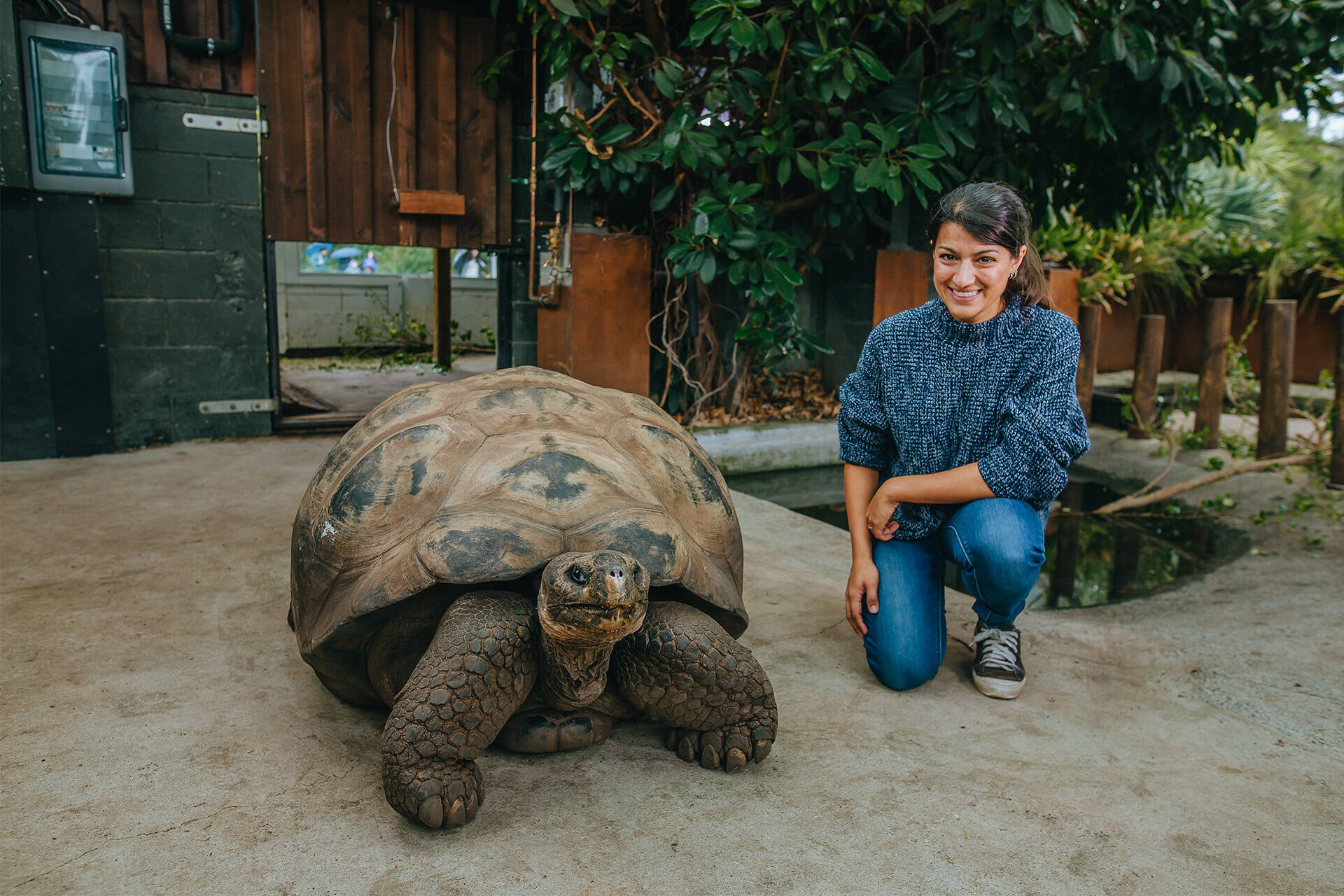 Galápagos Tortoise Encounter